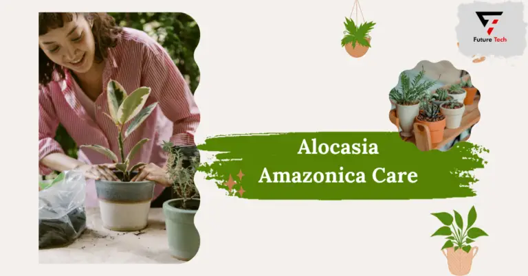 Alocasia Amazonica Care