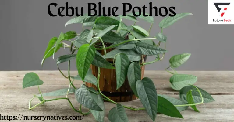 The Araceae family plant Cebu Blue Pothos is native to the tropical rainforests of the Philippines, specifically the island of Cebu.
