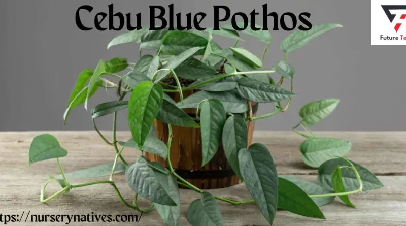 The Araceae family plant Cebu Blue Pothos is native to the tropical rainforests of the Philippines, specifically the island of Cebu.