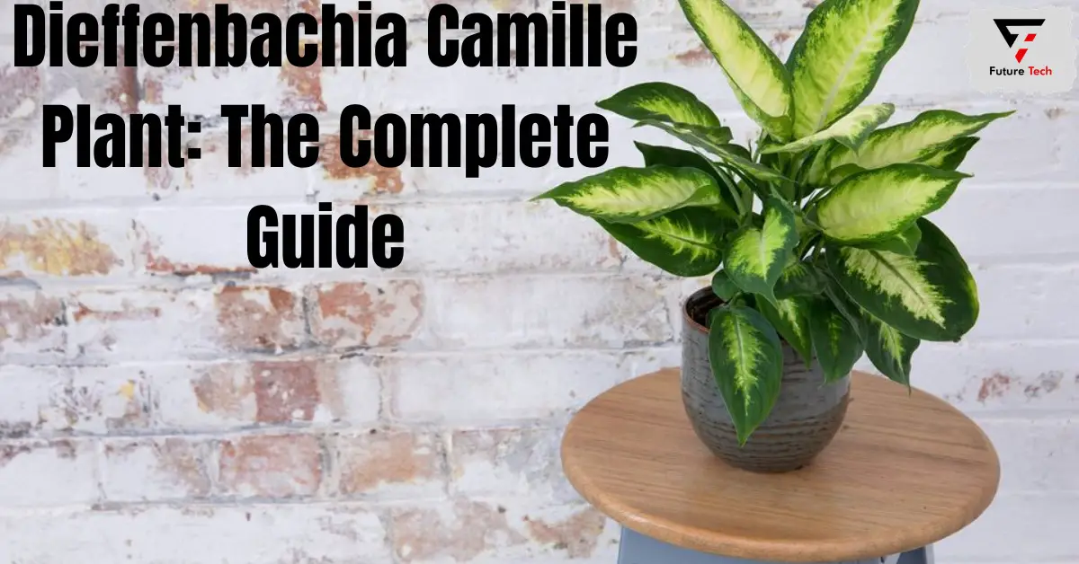 The Dieffenbachia Camille genus, a well-liked collection of tropical plants distinguished by their eye-catching leaf, includes the cultivar.