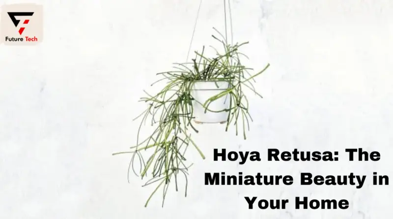 Hoya retusa plants can withstand most home humidity levels but grow more quickly when humidity rises beyond 60%.