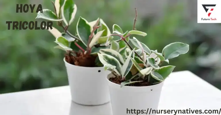 The popular houseplant Hoya Tricolor is a hybrid of common Carnosa species with pink, white, and deep green leaves on pink stems.